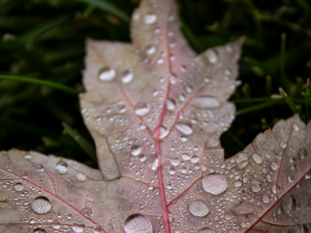 Photo of a leaf with dew drops by Amanda Bidtah