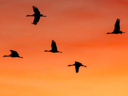Photo of birds flying in the sunset by Cassie Bluel