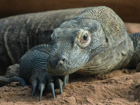 photo of a large lizard by Amanda Bidtah