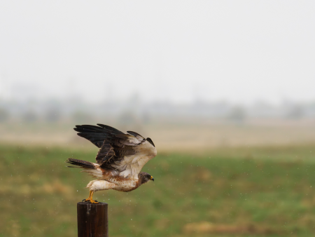 photo of a hawk on a fence post by James London