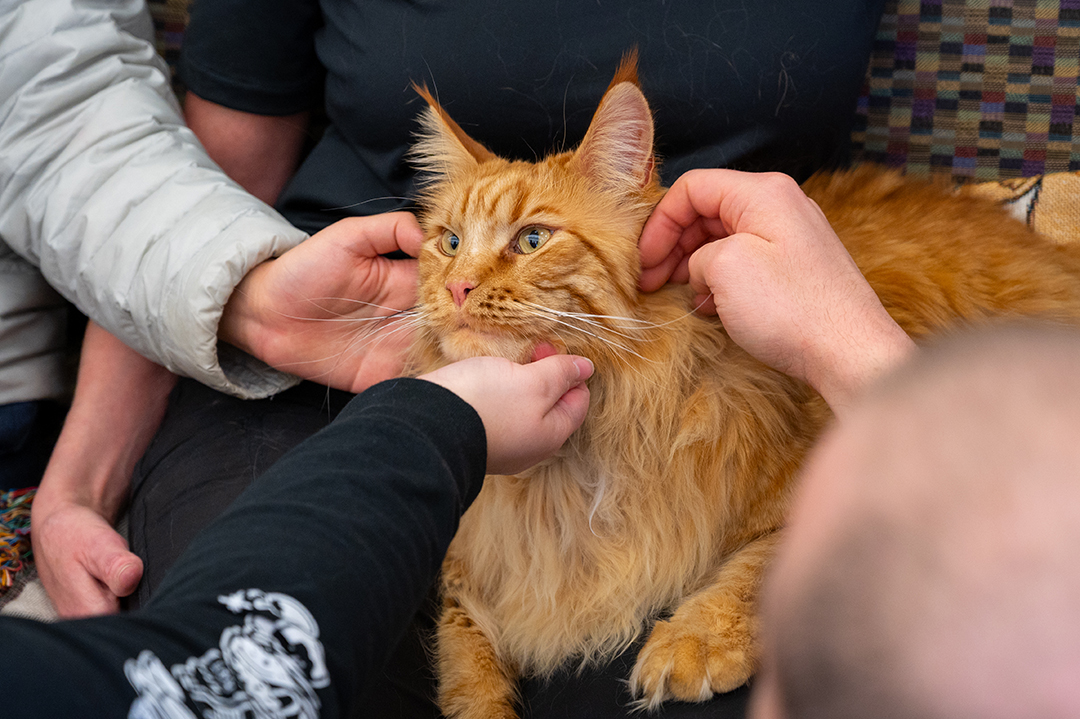 Cat from Denver Pet Partners with hands of ACC students at the Littleton Campus.