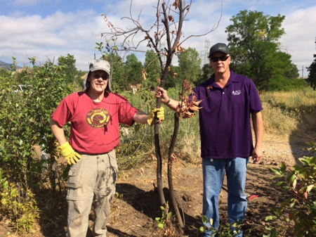 Ken Murphy & Dan Hohn removing tree