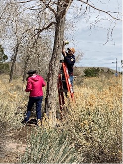 A new birdhouse was installed on a Boxelder tree.