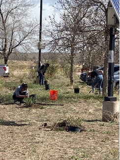 More ACC volunteers seeding and watering grass, along with planting Apache Plume