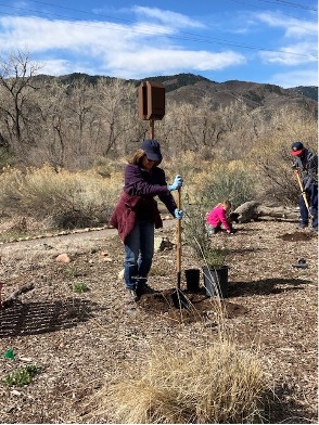 ACC President, Stephanie Fujii, working to spruce up the Hummingbird Garden.