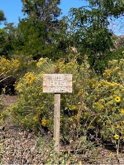 A Monarch butterfly perched on some blooming Rabbitbrush in search of Milkweed …. and to be sure the volunteers were doing a good job.