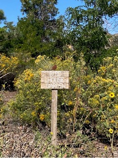 A Monarch butterfly perched on some blooming Rabbitbrush in search of Milkweed …. and to be sure the volunteers were doing a good job.