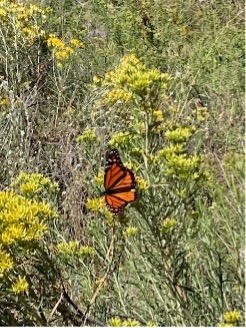 A Monarch butterfly perched on some blooming Rabbitbrush in search of Milkweed …. and to be sure the volunteers were doing a good job.