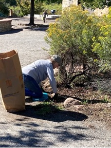 Volunteers pulling invasive weeds