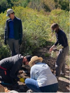 Volunteers pulling invasive weeds.