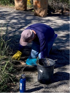 Volunteers pulling invasive weeds.