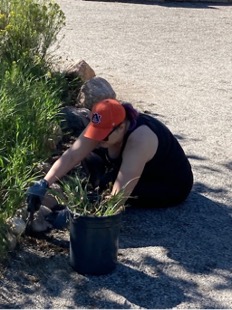 Volunteers pulling invasive weeds.