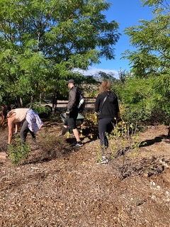 ACC Physical Therapy Assistant students pushed wheelbarrows full of mulch to various spots in numerous gardens