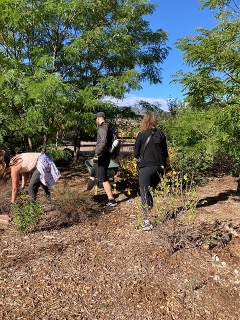 ACC Physical Therapy Assistant students pushed wheelbarrows full of mulch to various spots in numerous gardens 