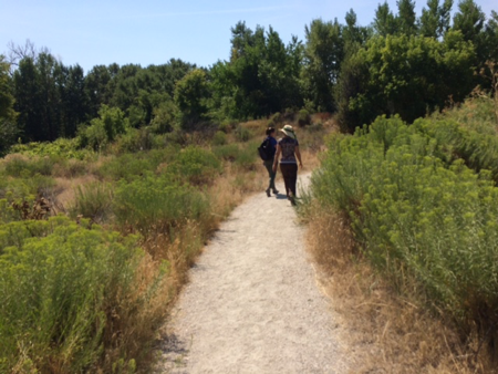 A nature walk along one of Chatfield's many trails