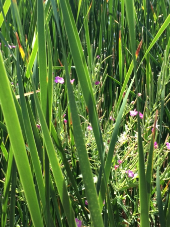 Plants along the Platte River