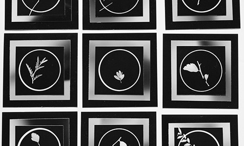 Madi McKeown - Photograms