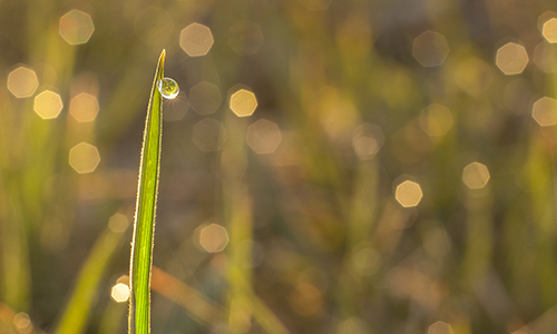 Monica Arrange - Dewdrop
