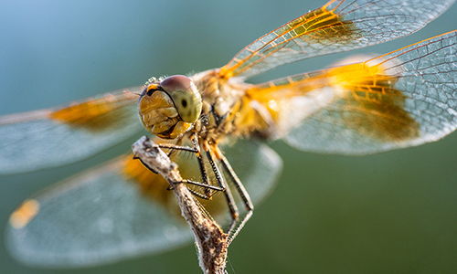 Alex Oslund - Dragonfly