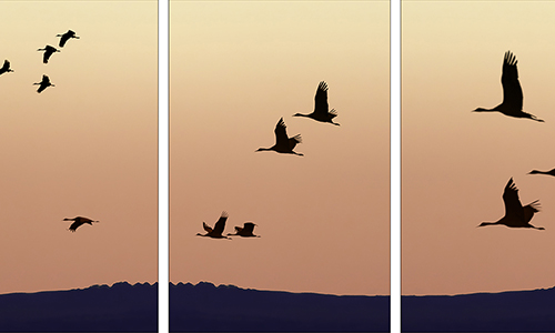 Hollie Giannaula - Sandhill Cranes