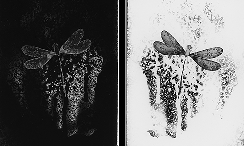 Madi MeKeown - Photogram - Negative Positive - Gelatin Silver Prints
