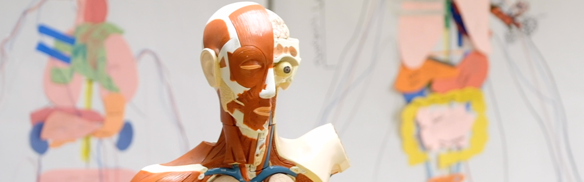 Human biology study mannequin