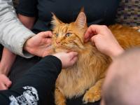 Cat from Denver Pet Partners with hands of ACC students at the Littleton Campus.