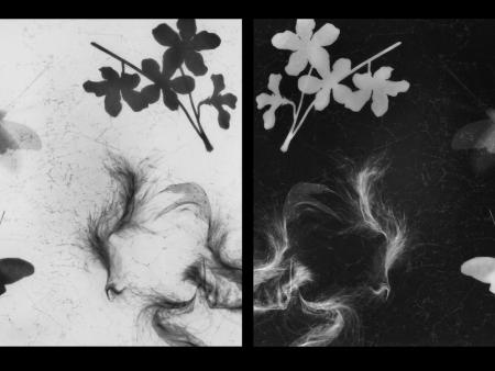 Untitled Photograms, Negative-Positive