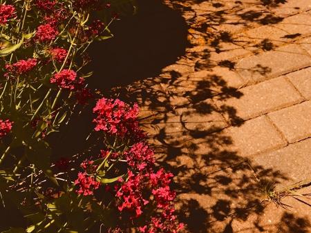 Alexandria Vitaliano - Hey We Have Shadows!