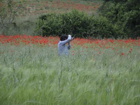 A student in a poppy field taking photos - Italy 2014