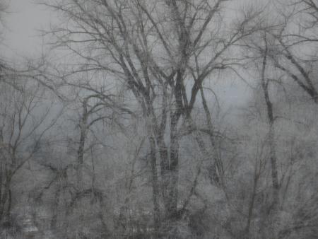 Hollie Giannaula - Ghost Trees