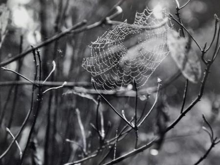 Joyce McClain - Webs of Muir Woods
