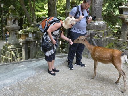 Students feeding a deer - Japan 2018