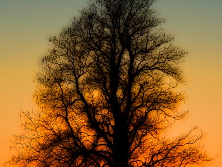 Nancy E. Myer - Dream Tree at Sunset