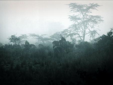 Rob McIntosh - African Mist