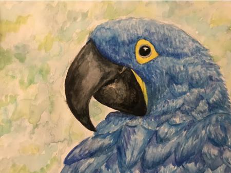 Callae Mock  - Blue Macaw