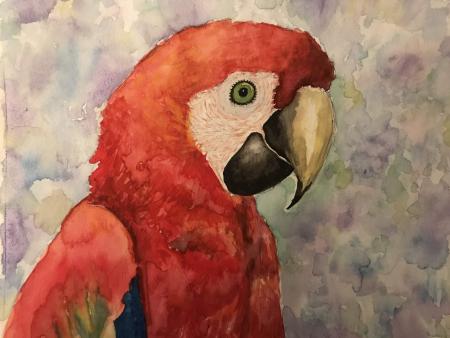 Callae Mock - Scarlet Macaw