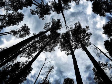 Caitlin Robbins - Looking Up the Shadowed Aspens