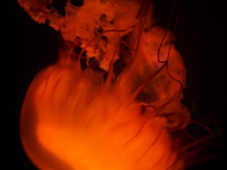 Jaden Kellett - Entangled Fires