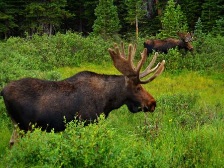Robin R McIntosh - Bull Moose