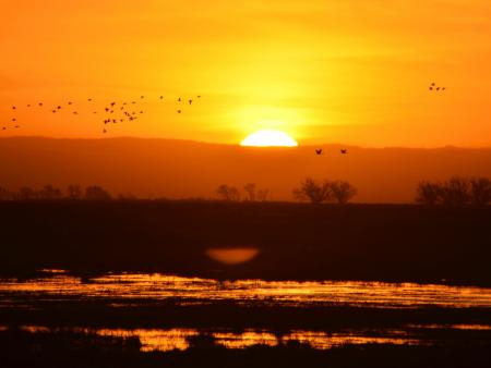 Robin R McIntosh - Sandhill Cranes at sunrise