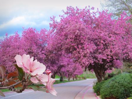 Rosanne Juergens -  Crab Apple Lane