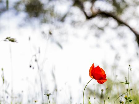 Molly Mcmillan Title: Poppy in Olive Tree Grove