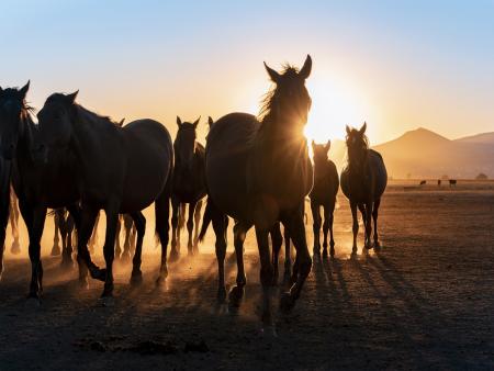 Horses with sunset and mountains behind them.