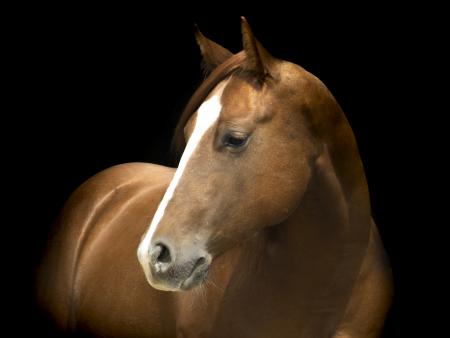 Photo of a horse with black background. Photo by Kailey Barnes, ACC photography student