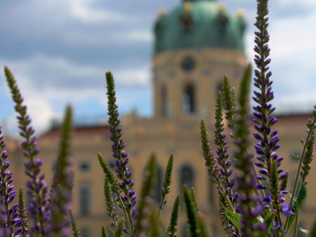 Jessica Rich Title: Charlottenburg through the Flowers