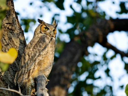 Owl in a tree - photo by Nate Higgs