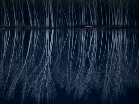 Trees reflecting in water - photo by Jennifer Myers