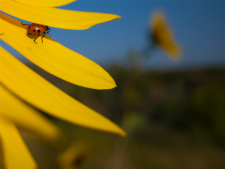 ladybug on sunflower petals - photo by DJ Oddo