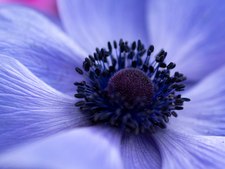 photo of a purple flower close up by Amanda Deutsch